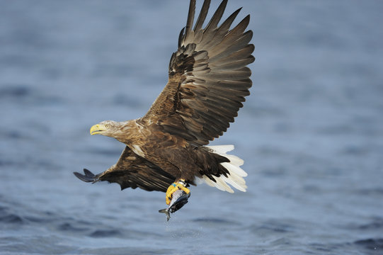 White tailed sea eagle (Haliaeetus albicilla) in flight over water carrying fish, Flatanger, Nord Trøndelag, Norway, August 2008