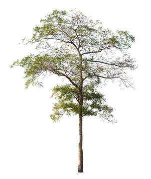 Iron wood tree is deciduous isolated on white background (Pyinka