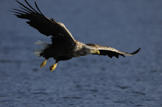White tailed sea eagle (Haliaeetus albicilla) in flight low over water, Flatanger, Nord Tr&oslash;ndelag, Norway, August 2008