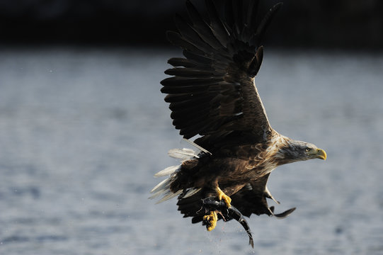 White tailed sea eagle (Haliaeetus albicilla) in flight with fish, Flatanger, Nord Tr&oslash;ndelag, Norway, August 2008