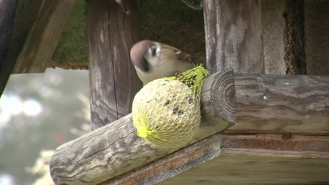 Ein Spatz piekt hektisch an einem unter dem Schutz des Dachs eines Vogelhauses angebrachten Meisenkn&ouml;del