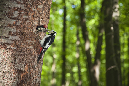 Great spotted woodpecker (Dendrocopos major) feeding chick at nest hole, deciduous forest in the Vihorlat Mountains near Michalovce, Western Carpathians, Eastern Slovakia, Europe, May 2009