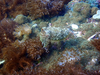 Naklejka na ściany i meble Cuttlefish at gato island