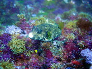 pufferfish on colourful corals © sujesh80