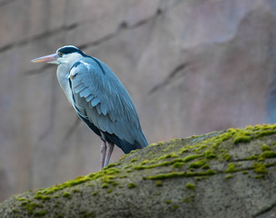 Fischreiher