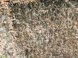 Ivy on the wall died after being flooded., blur background
