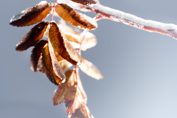 Branch of rowan with leaf covered with ice