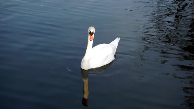 Wei&szlig;er Schwan schwimmt in einem Teich.