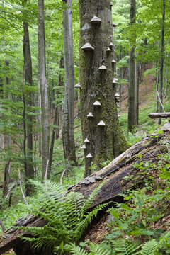 European beech (Fagus sylvatica) forest, with Tinder fungus (Fomes fomentarius) growing on the trunk of a tree, Stuzica primeval Forest, Unesco World Heritage Site, Poloniny National Park, Western Carpathians, Slovakia, Europe, May 2009