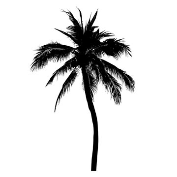 silhouette of coconut tree, palm tree illustration, vector