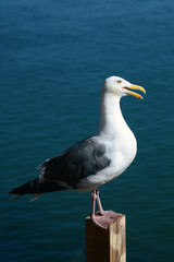 A Lovely Seagull in La Jolla, San Diego, California, USA
