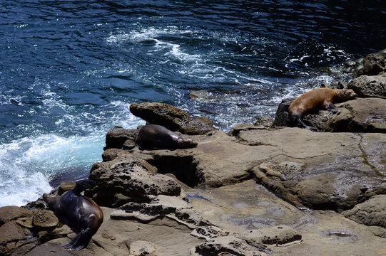 Sea lions are resting in La Jolla Cove, San Diego, California, USA