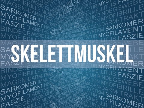 Skelettmuskel