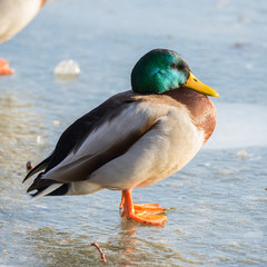 Mallard duck, male, curled up on an ice cold lake 