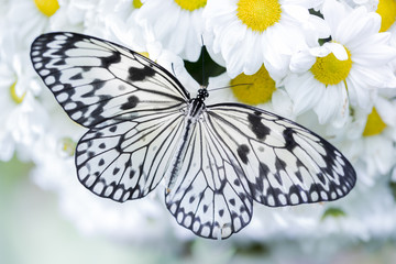 Butteryfly feeding on white flowers (tiger butterfly)