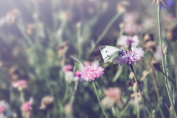 background nature Flower. Garden flowers. panicle flowers
