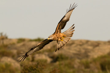 Awesome bird of prey in flight