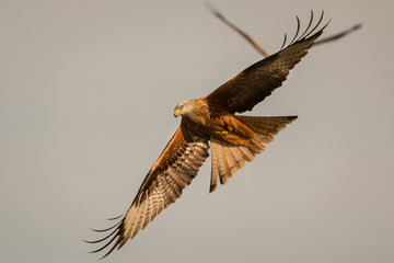 Awesome bird of prey in flight
