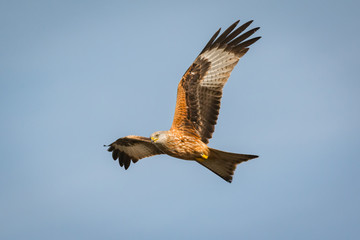 Awesome bird of prey in flight