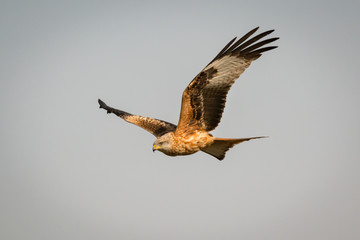 Awesome bird of prey in flight