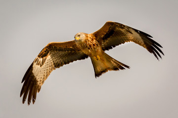 Awesome bird of prey in flight