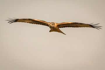 Awesome bird of prey in flight