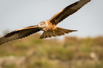 Awesome bird of prey in flight