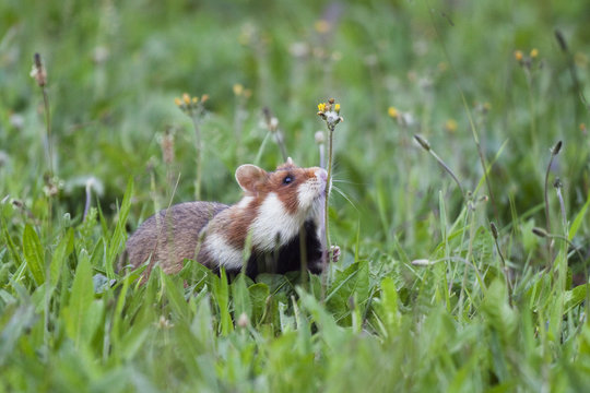 Common hamster (Cricetus cricetus) sniffing flower stem, Slovakia, Europe, June 2009