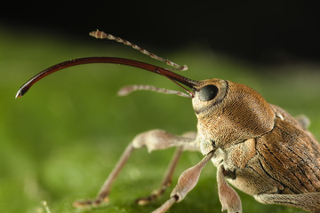 Hazelnut weevil (Curculio nucum) portrait, Eastern Slovakia, Europe, June 2009