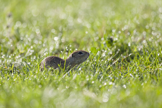 European souslik (Spermophilus citellus) Slovakia, June 2009