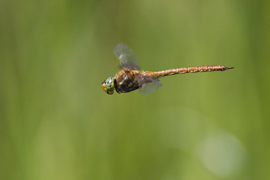 Norfolk hawker dragonfly (Anaciaeschna isoceles) in flight, Latorica backwaters, Eastern Slovakia, Europe, June 2009