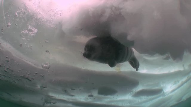 Pinniped seal in underwater ice of Lake Baikal in Siberia. Clean cold blue snow. Deep extreme diving. Very beautiful. Scenic spot wildlife.