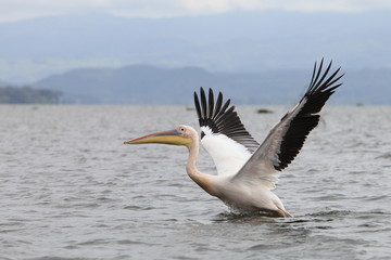 Fototapeta na wymiar Black and white pelican 