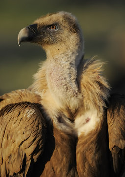 Griffon vulture (Gyps fulvus) portrait, Montejo de la Vega, Segovia, Castilla y Leon, Spain, March 2009 WWE BOOK PLATE.