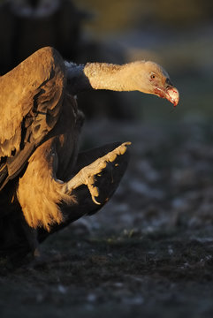 Griffon vulture (Gyps fulvus) with blood on beak, walking forward with claws spread, Montejo de la Vega, Segovia, Castilla y Leon, Spain, March 2009