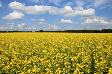 Yellow rapeseed field