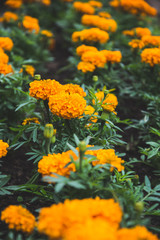 Obraz na płótnie Canvas background Flower tagetes erecta l. Orange Flower.