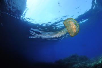 Purple stinger / Common jellyfish (Pelagia noctiluca) Malta, Mediteranean, May 2009