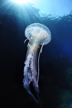 Pelagia stinger / Common jellyfish (Pelagia noctiluca) Malta, Mediteranean, May 2009 UNAVAILABLE FOR COMMERCIAL USE WITHOUT PRIOR CONSENT