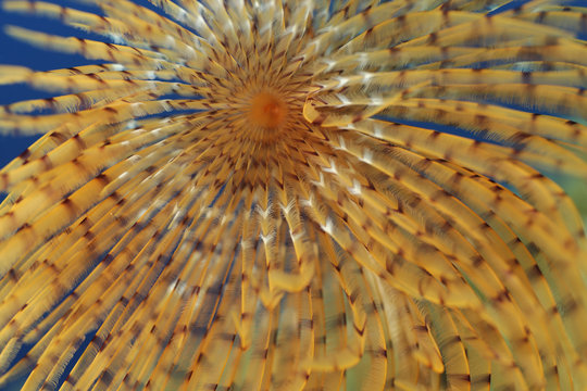 Close-up of European fan worm (Sabella / Spirographis spallanzani) Malta, Mediteranean, May 2009