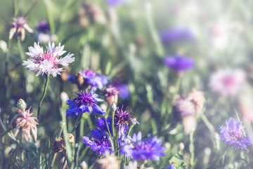 background nature Flower. Garden flowers. panicle flowers