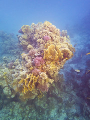 Naklejka na ściany i meble Sataya Coral