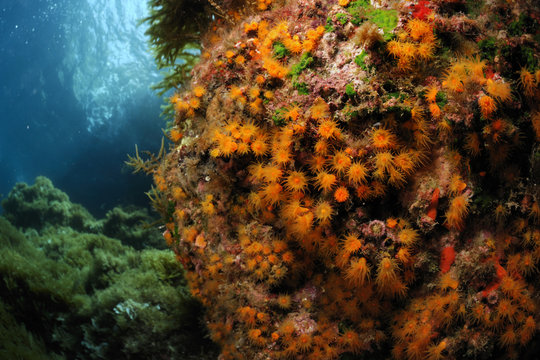 Golden cup coral (Astroides calycularis) Malta, Mediteranean, May 2009