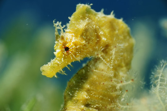 Short snouted seahorse (Hippocampus hippocampus) portrait, Malta, Mediteranean, June 2009 WWE BOOK PLATE. WWE OUTDOOR EXHIBITION