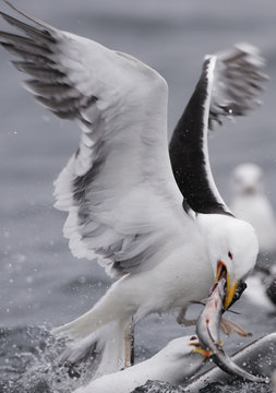 Two Greater black backed gulls (Larus marinus) fighting over fish, Flatanger, Norway, June 2008
