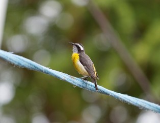 sibite cambacica (Coereba flaveola)