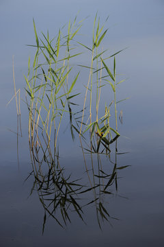 Common reed (Phragmites australis) in water, Kuhmo, Finland, July 2009