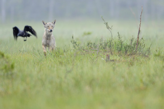 Grey wolf (Canis lupus) and Common raven (Corvus corax) flying off, Kuhmo, Finland, July 2009