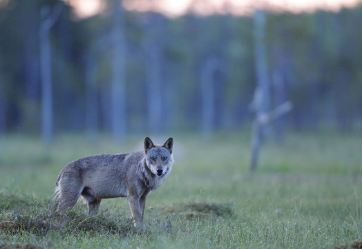European grey wolf standing in grass, Kuhmo, Finland