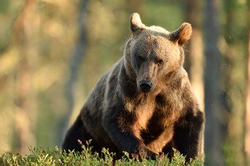 Fototapeta premium Brown bear in a forest at summer